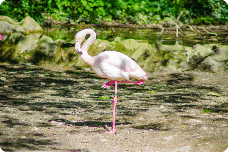 Flamand rose du parc zoologique de la Tête d'Or