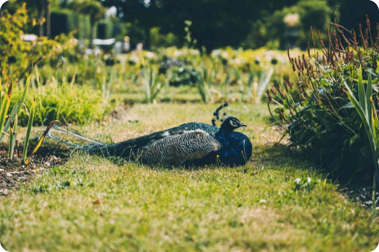 Visiter Rouen : le Jardin des Plantes