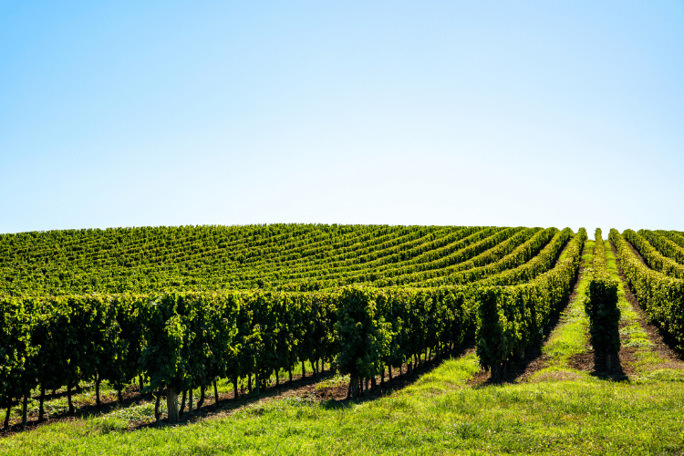 Vue large sur les vignes bordelaises